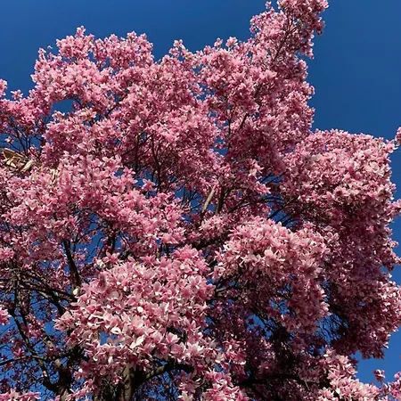 בית נופש La Magnolia קאלולציוקורטה