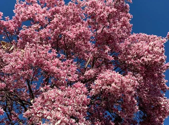 別荘 La Magnolia カロルツィオコルテ